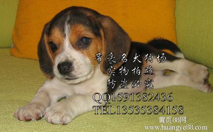 广州宠物狗纯种哈士奇 如何配出纯种宠物狗