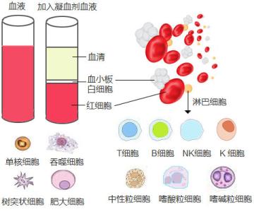 溶血病新生儿可活多久 新生儿溶血病是怎么形成的