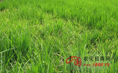 水稻施肥技术 水稻施用粒肥技术