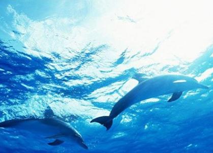 韶关市海豚海上世界 韶关海豚水上世界