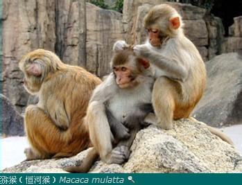 猴子的生活习性