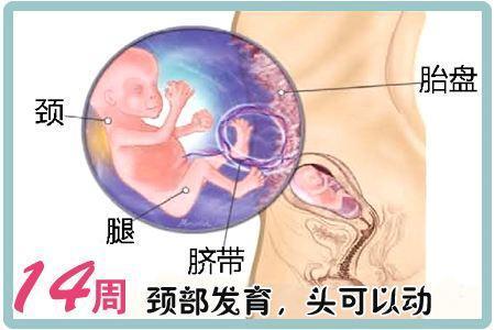 dha对胎儿的作用 DHA是什么？DHA对胎儿发育有什么作用？