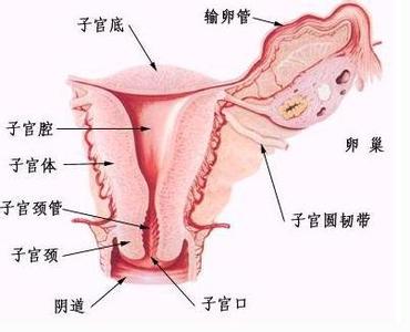 女性阴道镜检查 女性阴道健康的检查方法