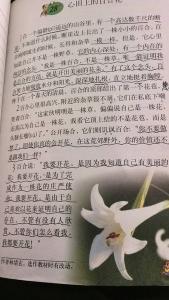 心灵上的百合花读后感 心田上的百合花读后感500字