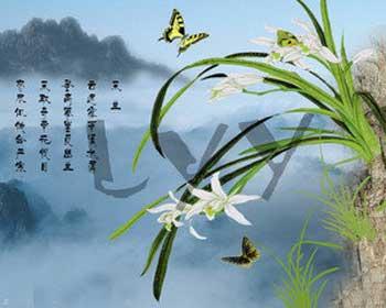 描写蝴蝶兰的优美句子 描写铃兰的优美句子