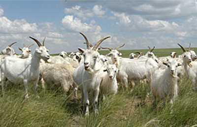 山羊养殖技术 山羊规模养殖10招