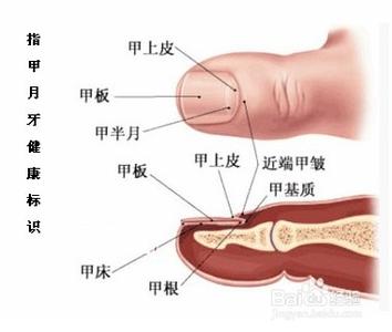 手指甲上没有月牙 手指甲“月牙”反映健康状况 中医教你怎么看