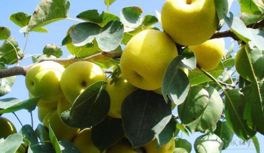 梨子煮熟吃有什么功效 吃梨子的方法和功效