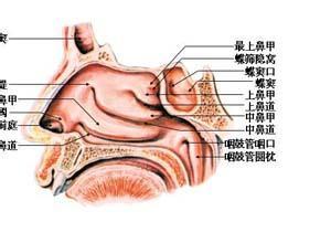 鼻腔共鸣是什么感觉 鼻腔共鸣是什么原因