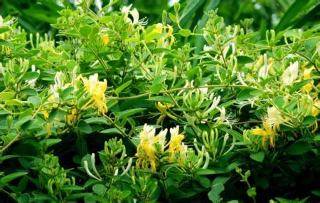 金银花盆景栽培技术 金银花的栽培技术和病虫害防治