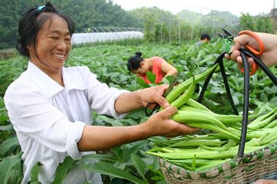 黄秋葵的食用方法 黄秋葵适合哪些人食用