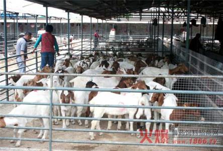 养殖场牛配种视频 养殖场奶山羊在配种期的饲养管理技术