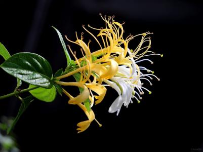 金银花的形态特征和生长习性