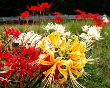 彼岸花的生长习性和种植栽培