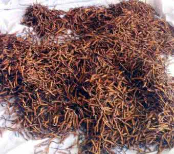 冬虫草蝮蛇胶囊作用 冬虫草的作用及应用
