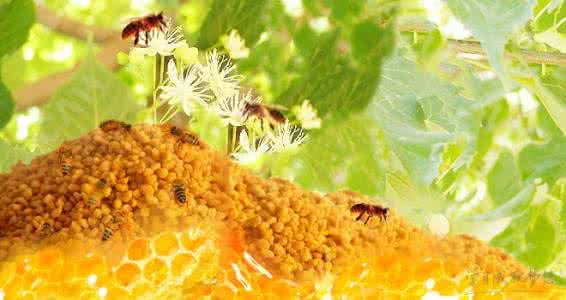 鉴别鱼饲料质量的方法 蜂花粉的质量鉴别和贮藏方法