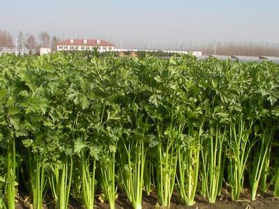 芹菜种植方法 芹菜种植新法