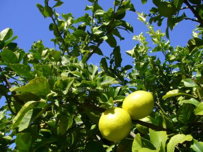 柠檬树施肥 柠檬结果树的肥水管理
