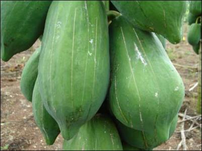 番木瓜大棚栽培技术 番木瓜如何在北方温室栽培