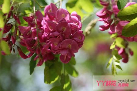 香花槐打头定杆方法 香花槐的繁殖方法