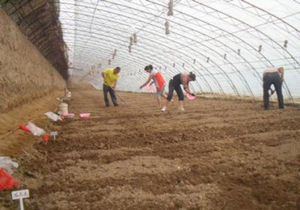 番茄施肥技术 秋季设施番茄如何施肥