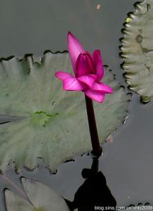 妙法莲花经读诵完整版 再读《莲花》