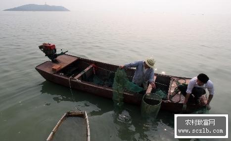 青虾几月份捕捞 青虾捕捞的方法