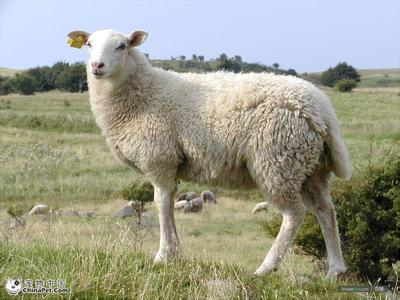 绵羊和山羊的区别 猪、山羊和绵羊
