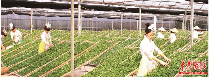 白茶种植技术 白茶的种植技术及储存方式