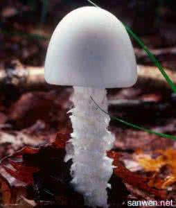 常见有毒蘑菇 常见毒菌有哪些 有毒蘑菇图片名字大全 有毒的蘑菇有哪些(2)