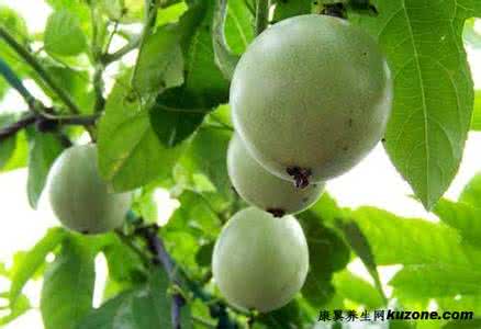 芦荟食用方法和功效 西番莲的主要功效和食用方法