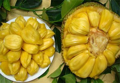 菠萝蜜的营养价值 菠萝蜜怎么吃 菠萝蜜的好吃做法 菠萝蜜的营养价值