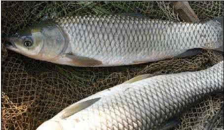 新鲜玉米钓鱼泡制方法 鉴别死鱼是否新鲜的方法
