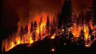 简述森林火灾的危害 森林火灾的危害有哪些