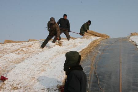 雪松防冻管理措施 草莓怎样防雪防冻