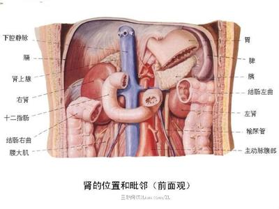 生病不再乱投医：内脏器官对应疼痛图走红，被封“自诊宝典”