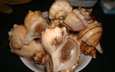 海螺的做法 海螺怎么做最好吃