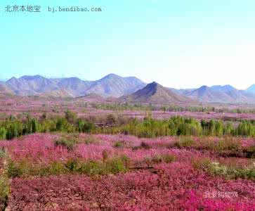 平谷赏花 清明平谷特色赏花区推荐