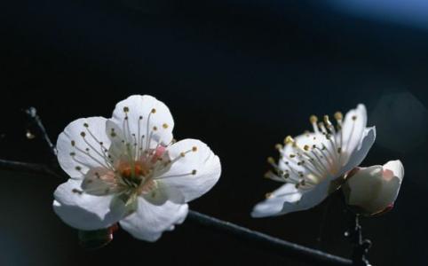 菊花的象征意义 名花的象征意义