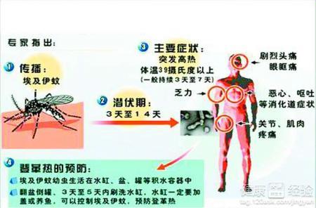 登革热个人防护 个人如何做好登革热防护