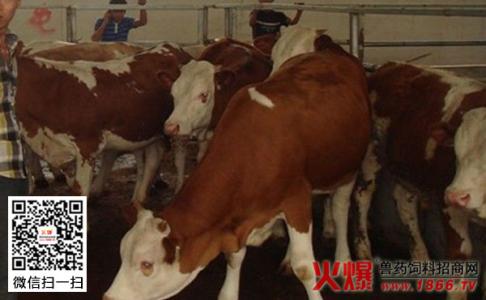 母牛倒生小牛难产视频 怎样防止母牛难产