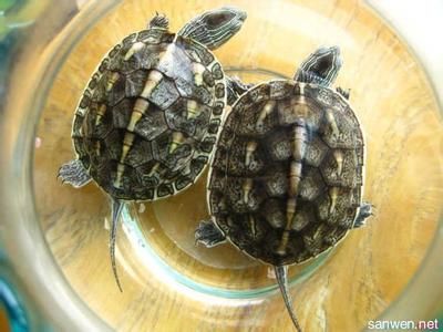珍珠龟养殖 如何挑选珍珠龟_珍珠龟的挑选和养殖方法