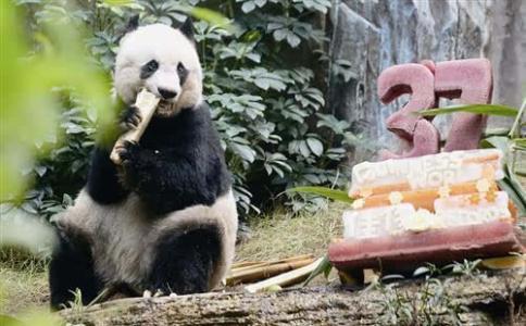 最长寿圈养大熊猫38岁 最长寿的在世圈养大熊猫