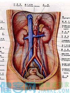 内脏器官分布图 我们的内脏究竟有多脏