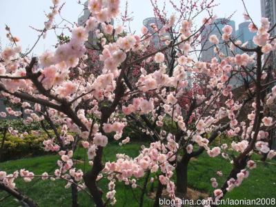 清明随感 赏花随感