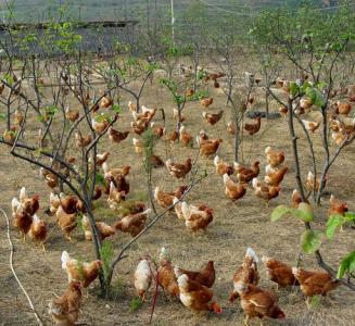 发酵床养鸡温度控制 冬季养鸡要高产要控制好环境