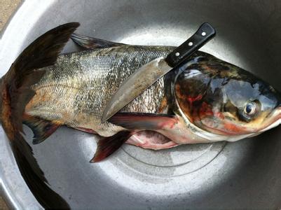 胖头鱼怎么做好吃 胖头鱼怎么做才好吃 胖头鱼的4种好吃做法