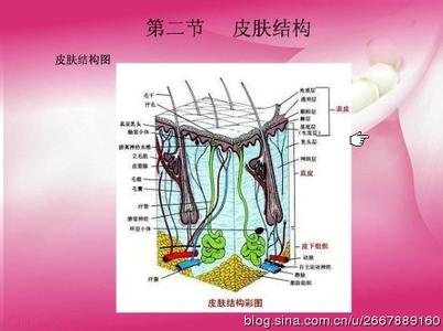 化妆品基础知识大全 化妆品的基础知识