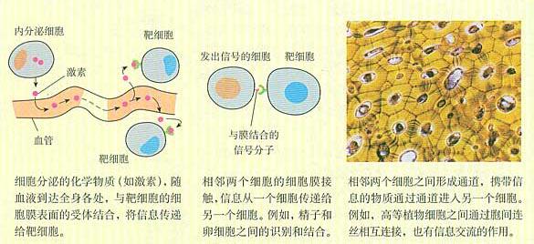 2017五大学科竞赛 高中生物学科常用的五大记忆方法