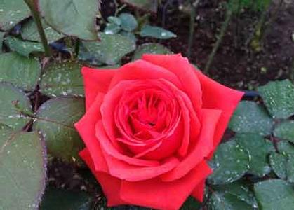各种颜色玫瑰花的含义 各种玫瑰花的含义